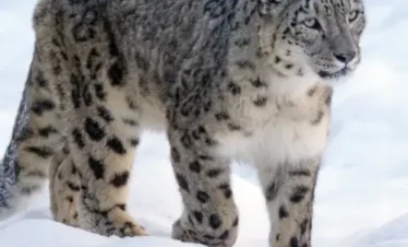 Snow Leopard