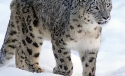 Snow Leopard