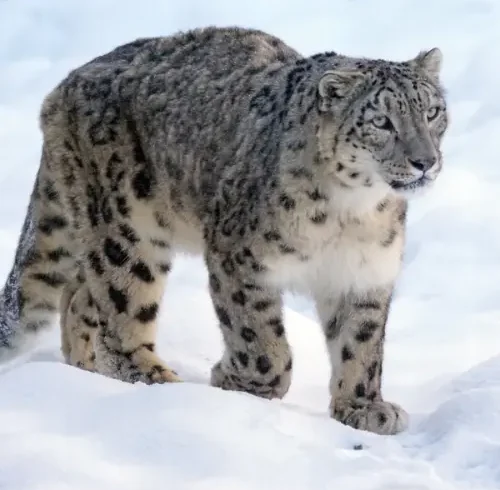 Snow Leopard