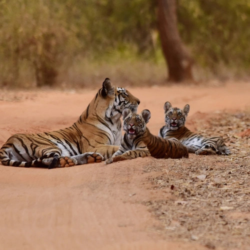 Tiger Reserve